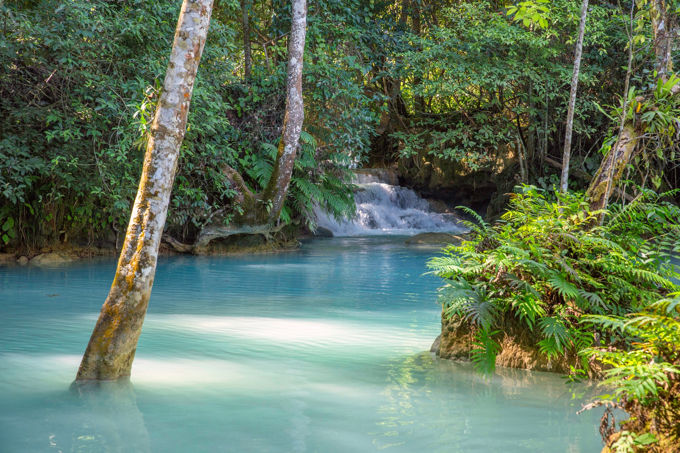 Blue water forest